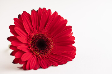 Red herbera on white background. Concept of feminity