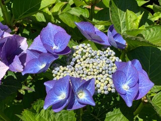 Garden Flowers Along the House