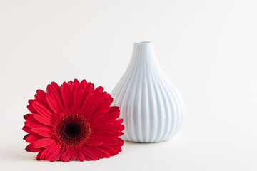 Red gerbera and space for text on white background. International Women's day or feminism concept