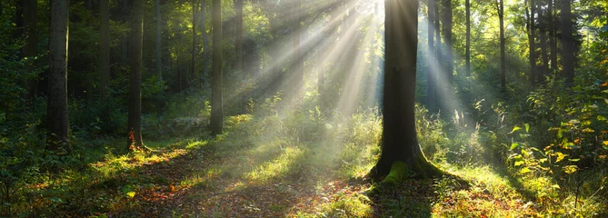 Foto op Plexiglas Mooie zonnige ochtend in het groene bos © Piotr Krzeslak