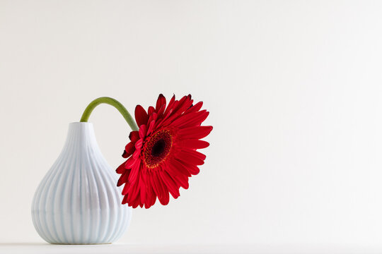 Red herbera on white background. Concept of feminity