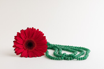 Red gebera flower with different objects on white