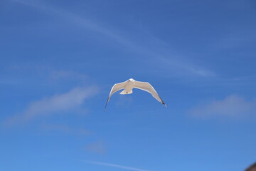 Flying High