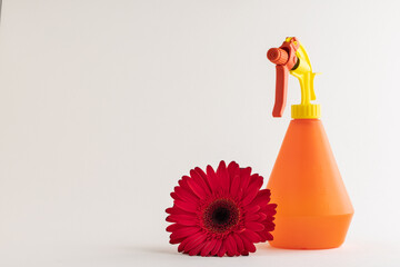 Red gebera flower with different objects on white