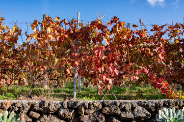 Colorful Canarian terraced vineyards in december