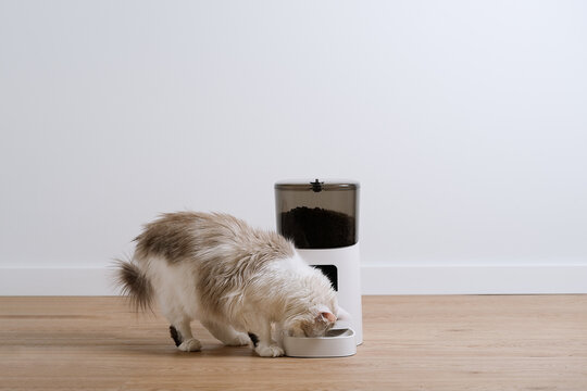 White hungry eats from an automatic animal feed dispenser