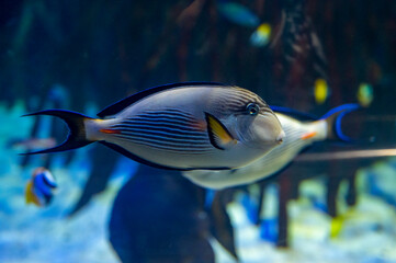 Sea aquarium with salt water and differenet colorful coral reef fish