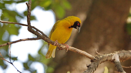 Southern masked weaver (Ploceus velatus) perched in a tree in Pretoria, South Africa