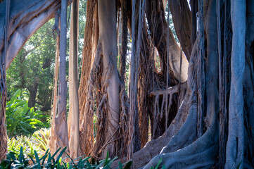 Giant ficus tree with hanging air roots in botanical garden on Tenerife, Spain