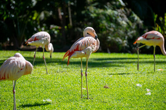 Colony of pink flamingo exotic birds