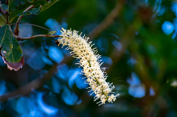 Hard green Australian macadamia nuts and white flowers hanging on branches on big tree