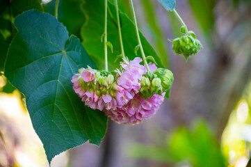 Pink snowballs of blossoming dombeya x cayeuxii tropical tree