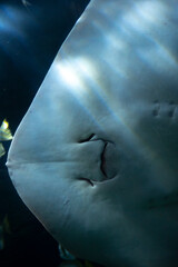 Sea aquarium with salt water and differenet colorful coral reef fish and Batoidea ray