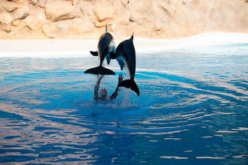 Trained dolphins perform in blue pool in front of tourists at water show