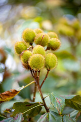 Bixa orellana or achiote plant, source of annato, natural orange-red condiment used for food coloring and body paint