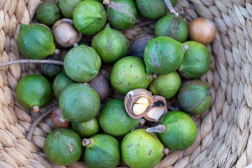 New harvest of fresh ripe macadamia nuts in green shell