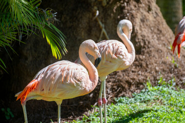 Colony of pink flamingo exotic birds