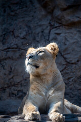 Adult female lioness resting on sunlights after dinner