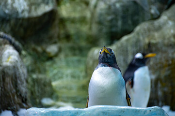 Colony of gentoo and emperor penguins sea birds