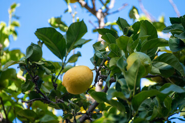 Ripe yellow lemons citrus fruits hanging on tree
