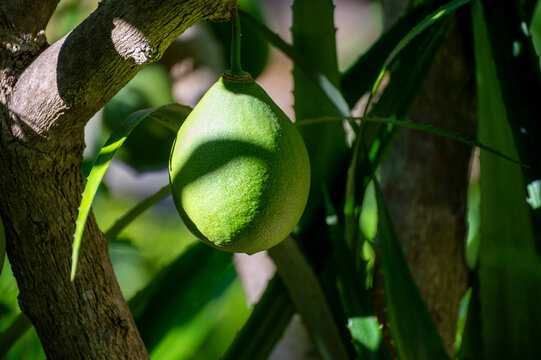 Green fruits hanging on Crescentia cujete or calabash tree in tropical garden