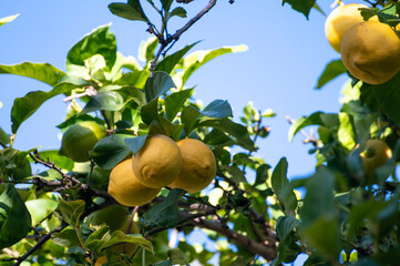 Ripe yellow lemons citrus fruits hanging on tree