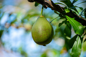 Green fruits hanging on Crescentia cujete or calabash tree in tropical garden