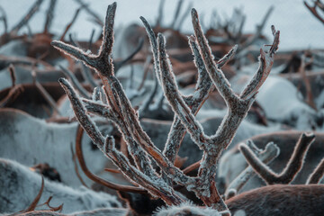 Deer antlers used to make medicine