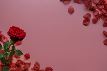 Valentine's day card background with rose petals | Top View