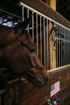 Race Horse In Stable With American Flag