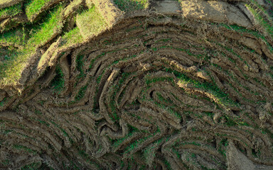 Green lawn cut into squares for landscaping design