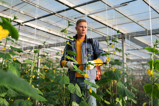 Male gardener watering plants in greenhouse