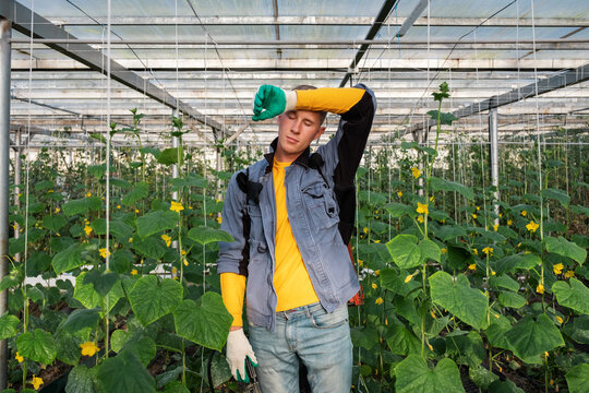 Tired gardener taking break in hothouse