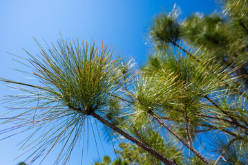 Naklejka premium Pine Tree With Blue Sky Pine needles