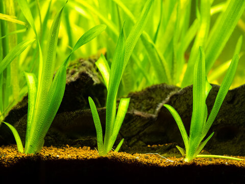 Vallisneria gigantea freshwater aquatic plants in a fish tank with blurred background