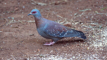 Speckled pigeon (Columba guinea) on the ground eating bird seed in a backyard in Pretoria, South Africa