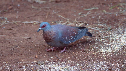 Speckled pigeon (Columba guinea) on the ground eating bird seed in a backyard in Pretoria, South Africa