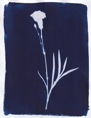 Cyanotype - Carnation