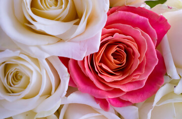 beautiful fresh rose background spring