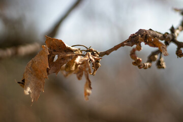 frost on the branch