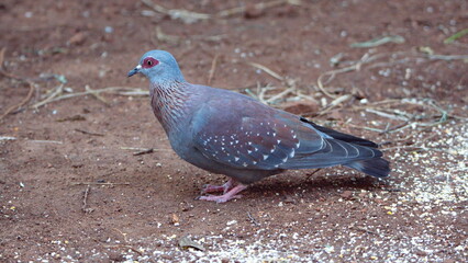 Speckled pigeon (Columba guinea) on the ground eating bird seed in a backyard in Pretoria, South...