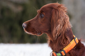 Portrait of a beautiful Irish Setter attentively observing the surroundings in the wintry hunting area. Side view.