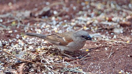 Female house sparrow (Passer domesticus) eating bird seed on the ground in Pretoria, South Africa