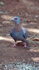 Speckled pigeon (Columba guinea) on the ground eating bird seed in a backyard in Pretoria, South Africa