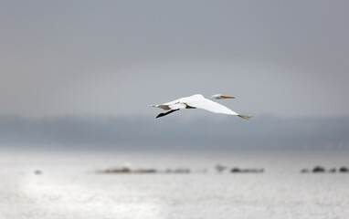 Fototapeta na wymiar A great white heron is flying over the smooth water surface along the beach of Loissin, Greifswald, Germany. Blurred background 