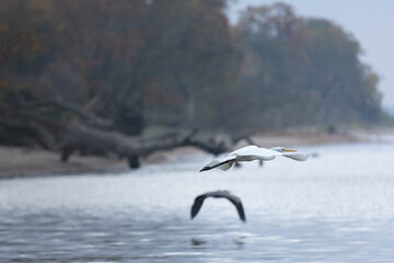 A great white heron is flying over the smooth water surface along the beach of Loissin, Greifswald, Germany. A gray heron in the background