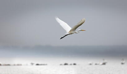 A great white heron is flying over the smooth water surface along the beach of Loissin, Greifswald, Germany. Blurred background
