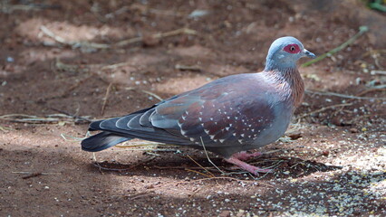 Speckled pigeon (Columba guinea) on the ground eating bird seed in a backyard in Pretoria, South Africa