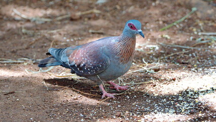 Speckled pigeon (Columba guinea) on the ground eating bird seed in a backyard in Pretoria, South...