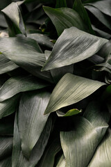 A detail of dark green leaves of a tropical plant.